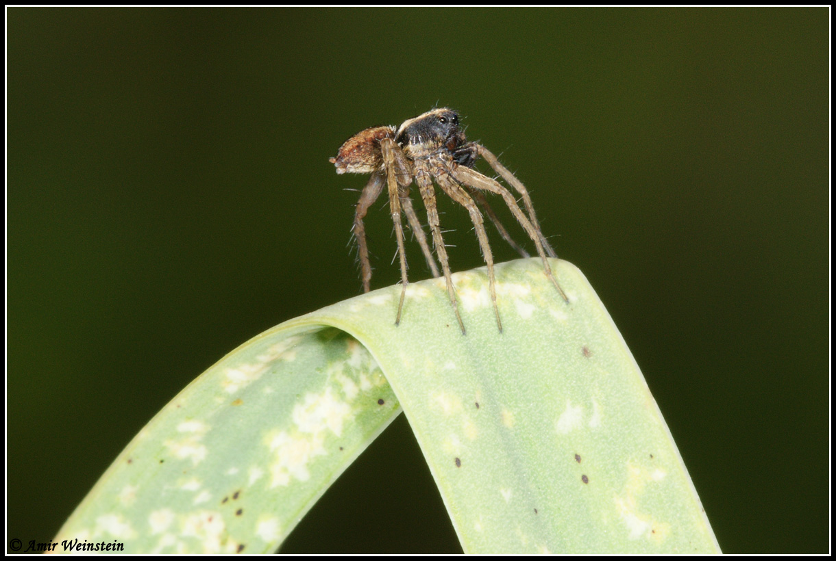 Araneae d''Israele